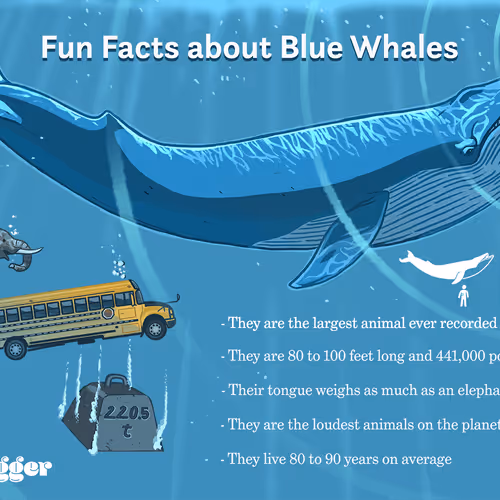 Whale
