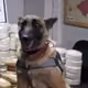 Kokeyn Dog
