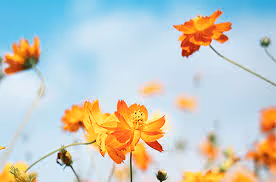 989898.lens-Collect-143