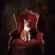 AristoCatz