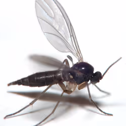 Gnat