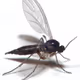 Gnat