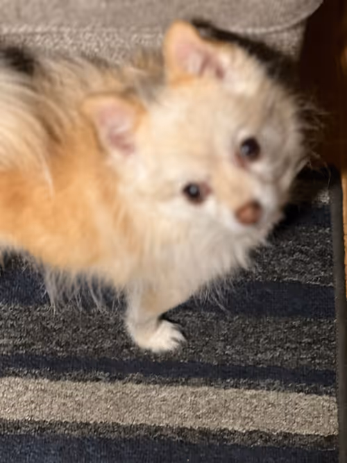 Item #7822745192073641467541435106113461214216270938447809421462308921790924062725 Media