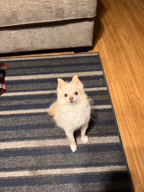 Item #7822745192073641467541435106113461214216270938447809421462308921790924062726 Media