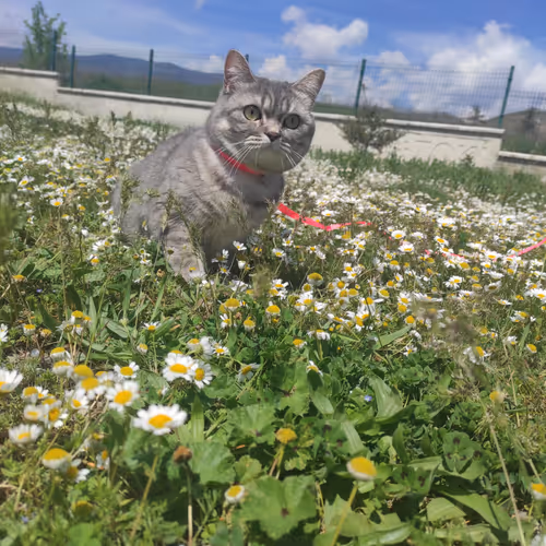 maya 2