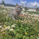 maya 2