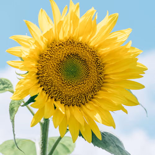 assde.lens-Collect-576