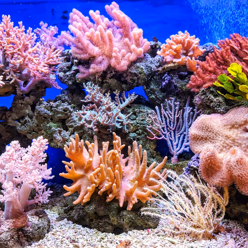 Healing Coral - Experiencia Buceo