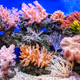 Healing Coral - Experiencia Buceo