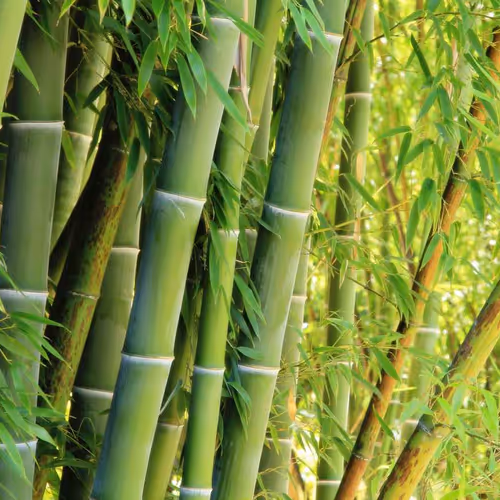 bamboo