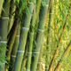 bamboo