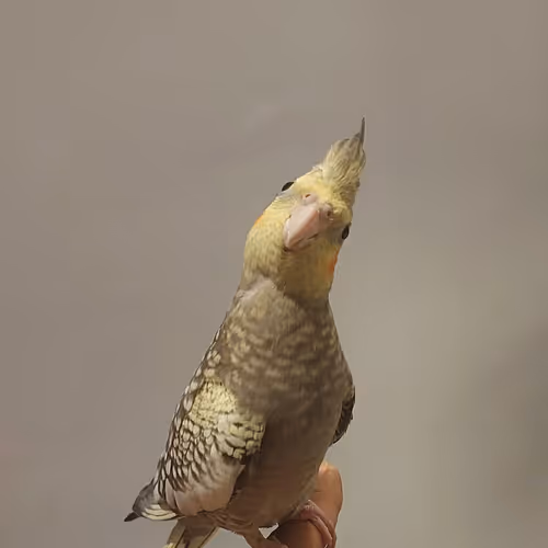 soroushmsv97.lens-Collect-119