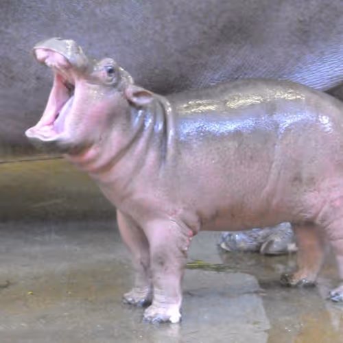 hippo