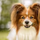 Dogs