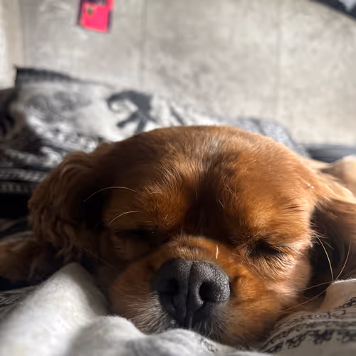 zospours.lens-Collect-4699