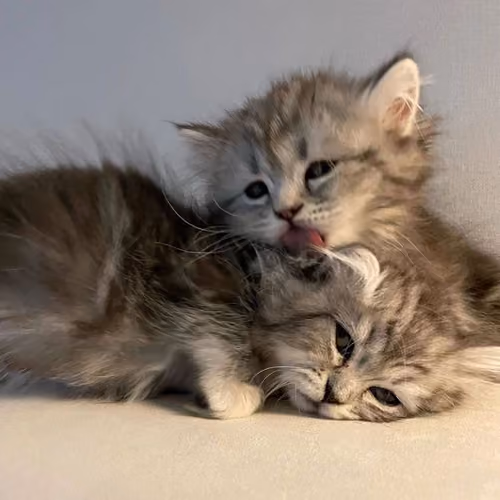 smol cats