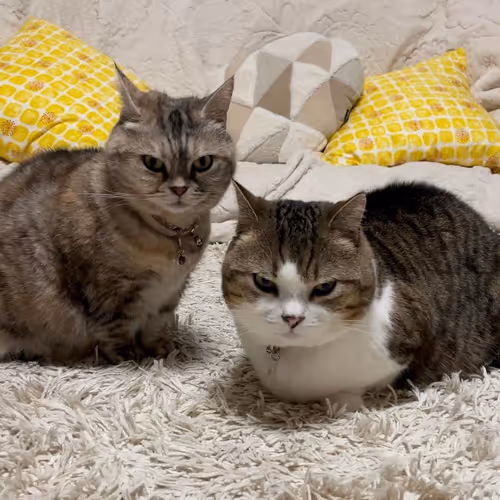 My_Cute_Animals