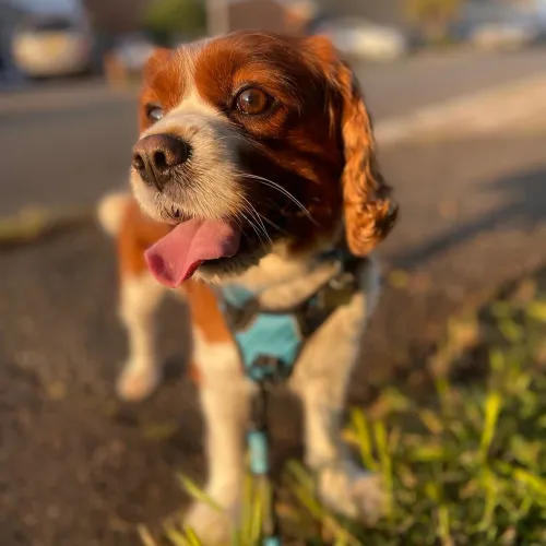 dry77.lens-Collect-213