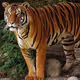 animal