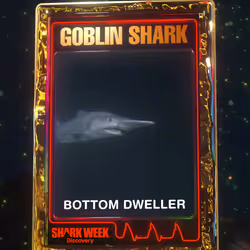 Goblin Shark