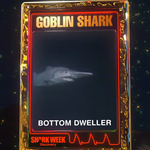 Goblin Shark