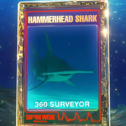 Hammerhead Shark