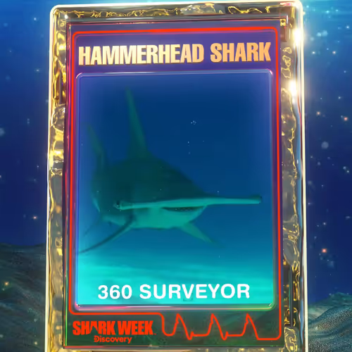 Hammerhead Shark