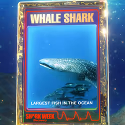 Whale Shark