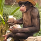 Spacemonkey