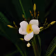 Pomelia