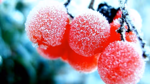 Item #107839786668602559178668060348078522694548577690162289924414440996865 Media