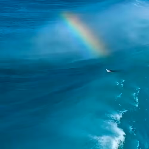 Dolphin jumping
