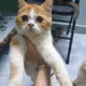 SaiGonCat