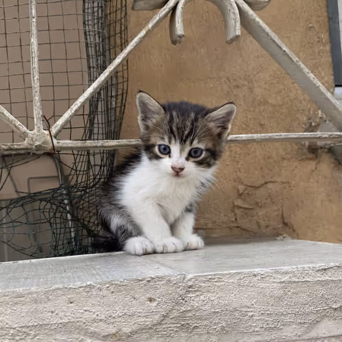 0x70a687fea6c187400031821c4b97940d48ee11fd