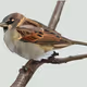 Sparrow