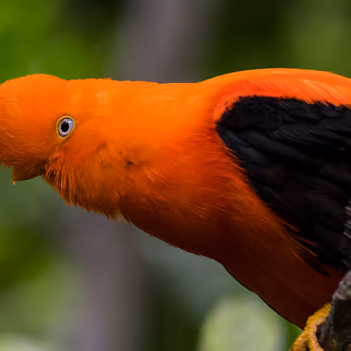 bird