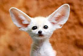 Animal