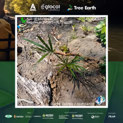Açaí-de-touceira[Euterpe oleracea Mart.] - Plant Certificate #7559