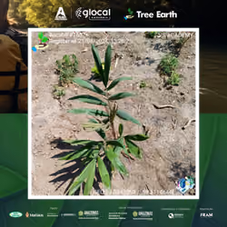 Bacaba[Oenocarpus bacaba Mart.] - Plant Certificate #7557