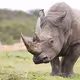 Rhinoceros