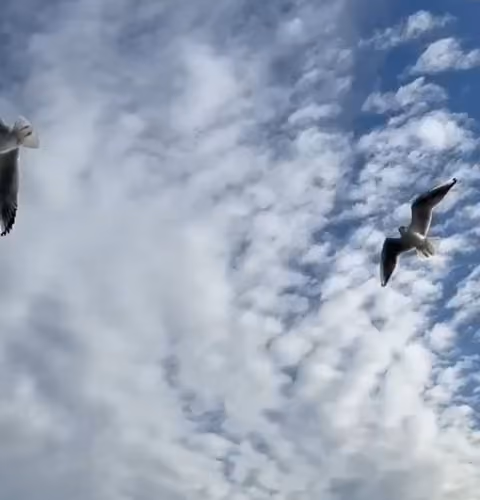 Birds