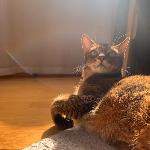 ramon_aby.lens-Collect-75