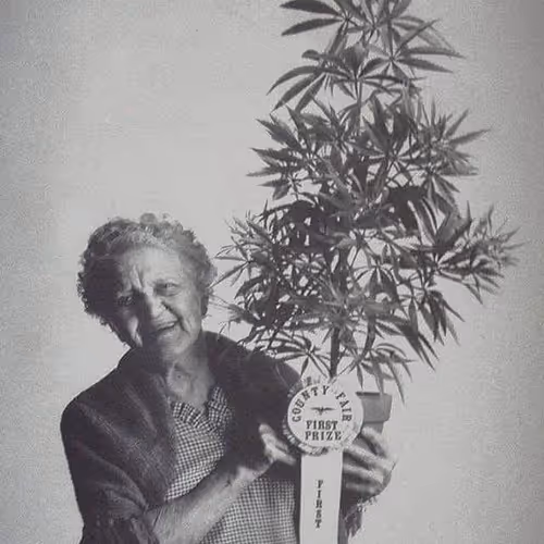 fanatic.lens-Collect-897