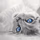 Cat collection
