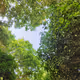 jasondavies.lens-Collect-921