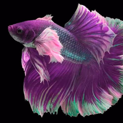 BettaFISH