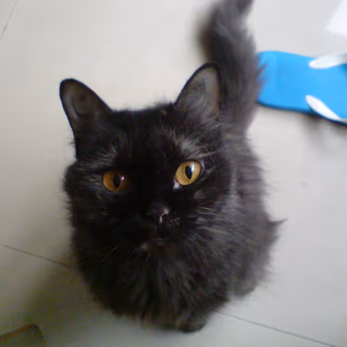 Meow meow1