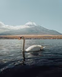 rentongjuan77.lens-Collect-282