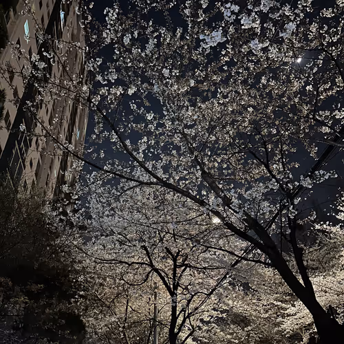 deadlift.lens-Collect-117