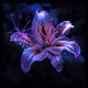 Night Lily